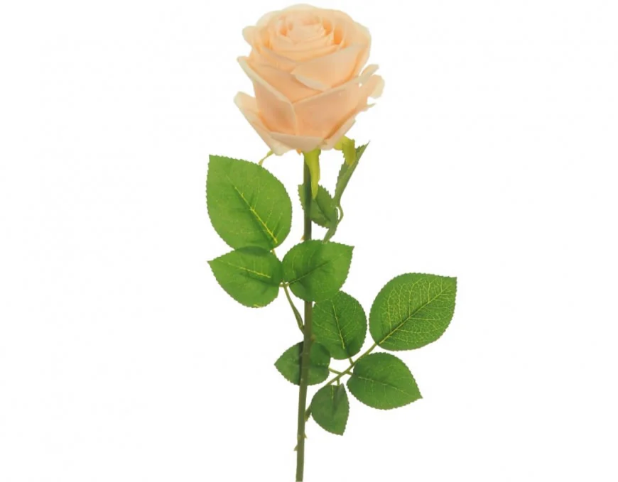 Pale Apricot Harper Rose