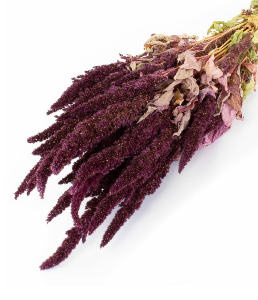 Amaranthus Flower, Natural Red