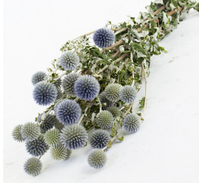 Echinops, (Globe Thistles), Natural Blue