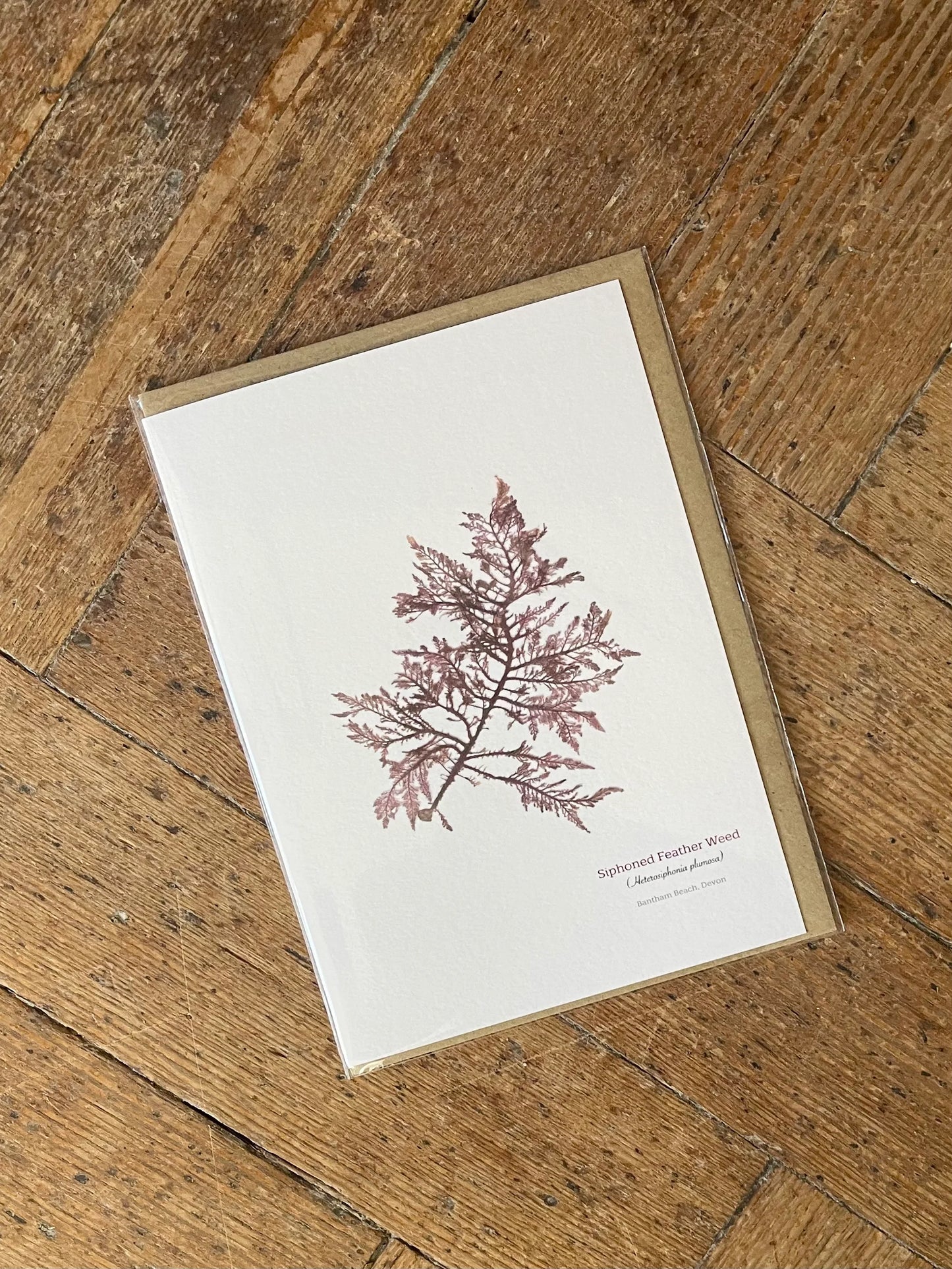Siphoned Feather Weed Seaweed Greeting Card
