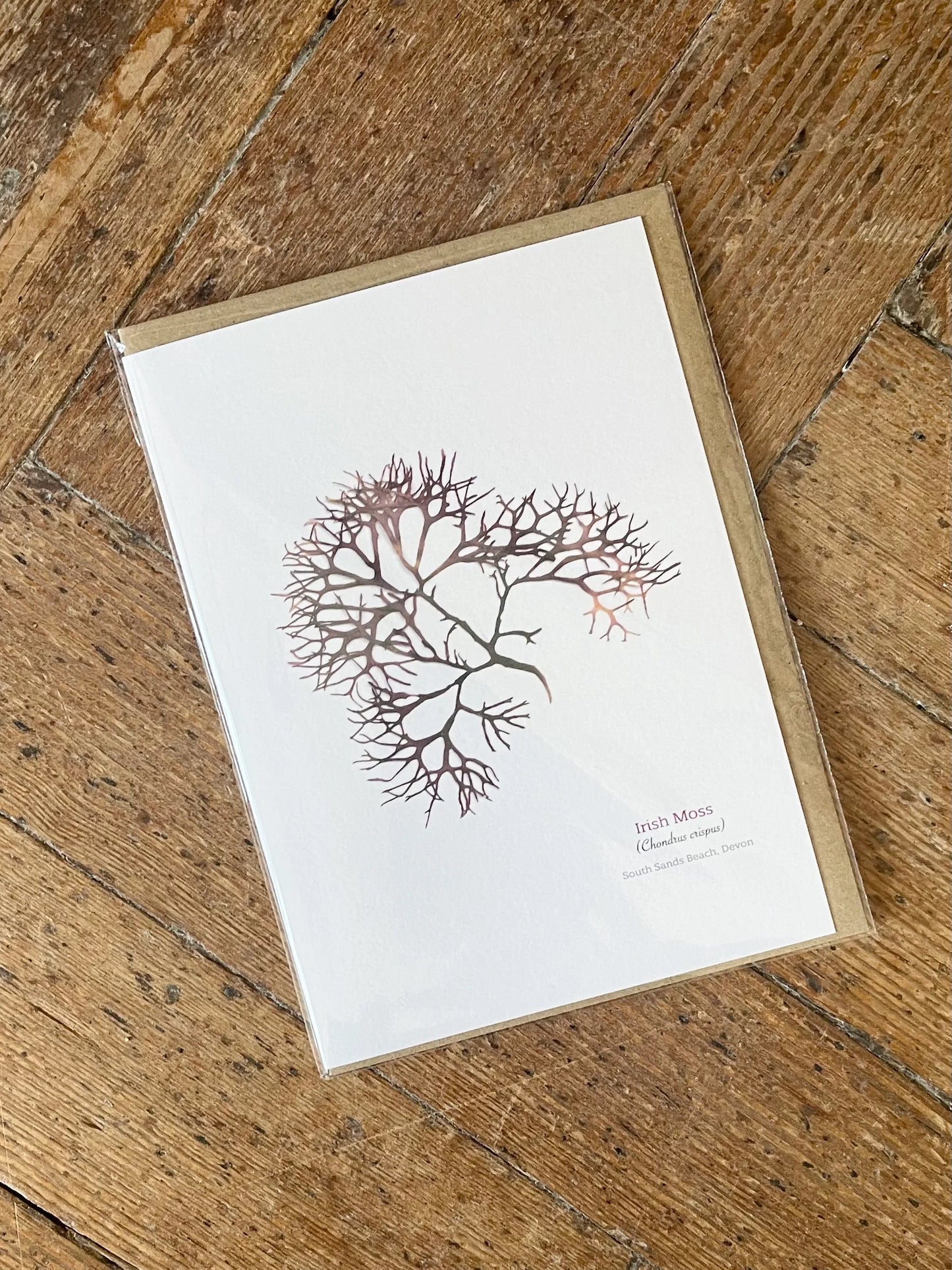 Irish Moss 03 Seaweed Greeting Card