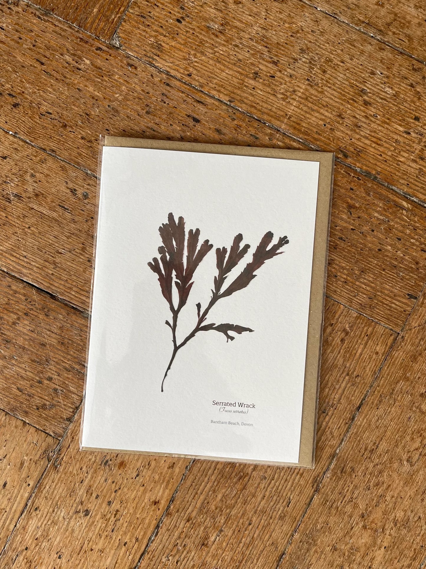 Serrated Wrack Seaweed Greeting Card