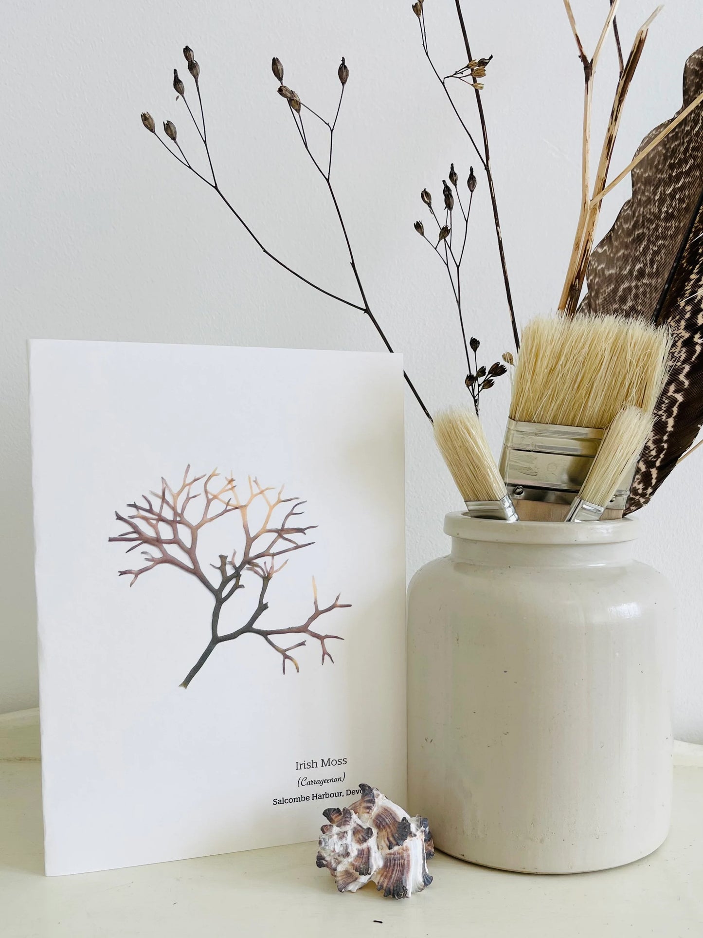 Irish Moss 01 Seaweed Greeting Card