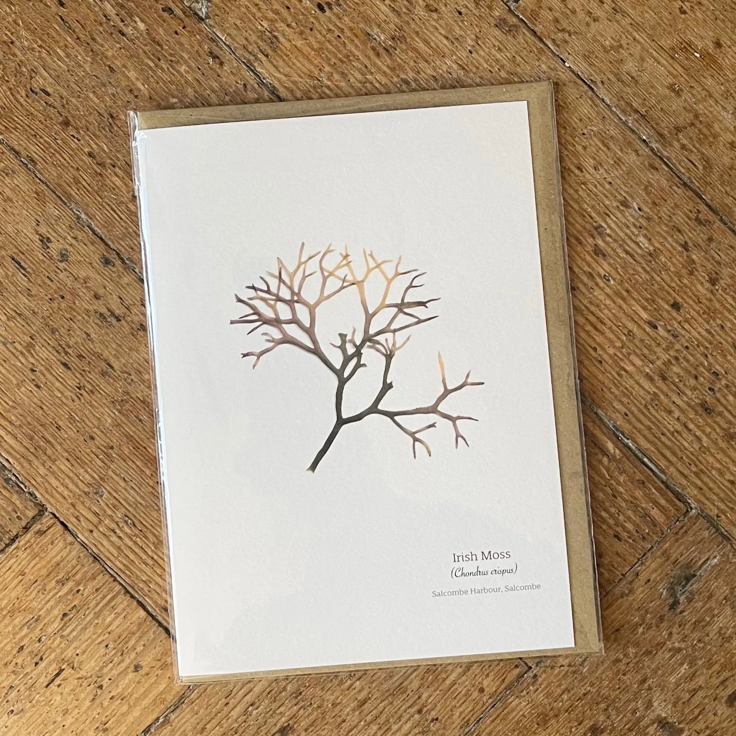 Irish Moss 01 Seaweed Greeting Card