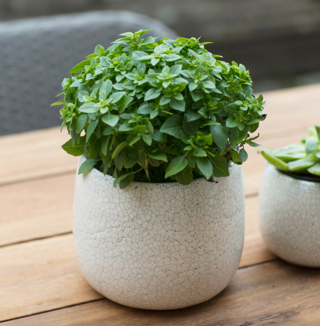 Ravello Ceramic Plant Pot