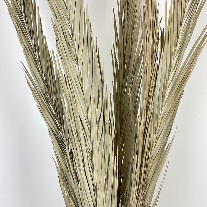Tall Dried Kentia Palms