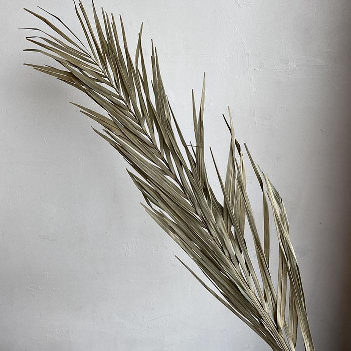 Tall Dried Kentia Palms