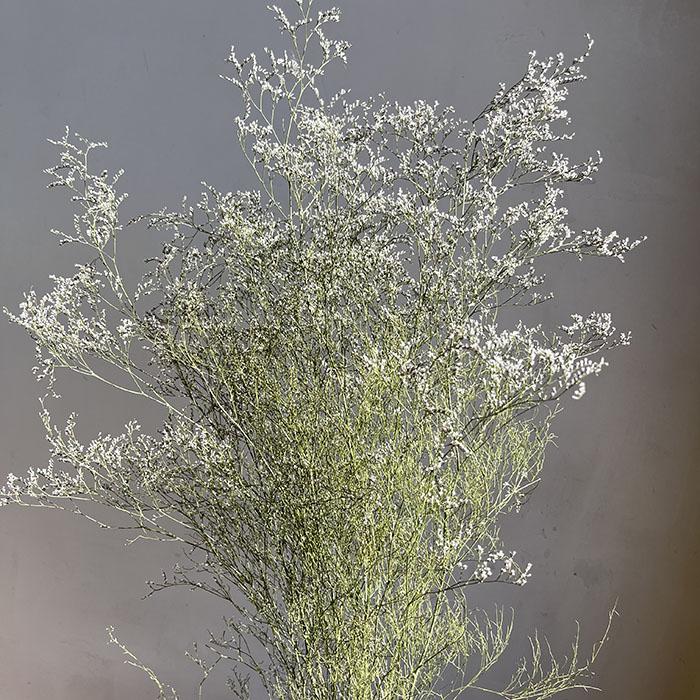 Natural Dried Limonium Wild Star