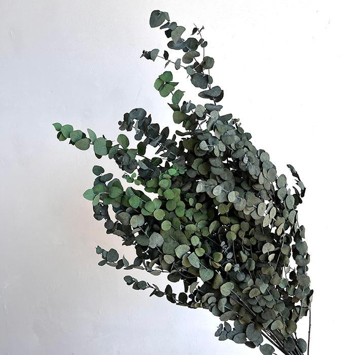 Green Preserved Eucalyptus