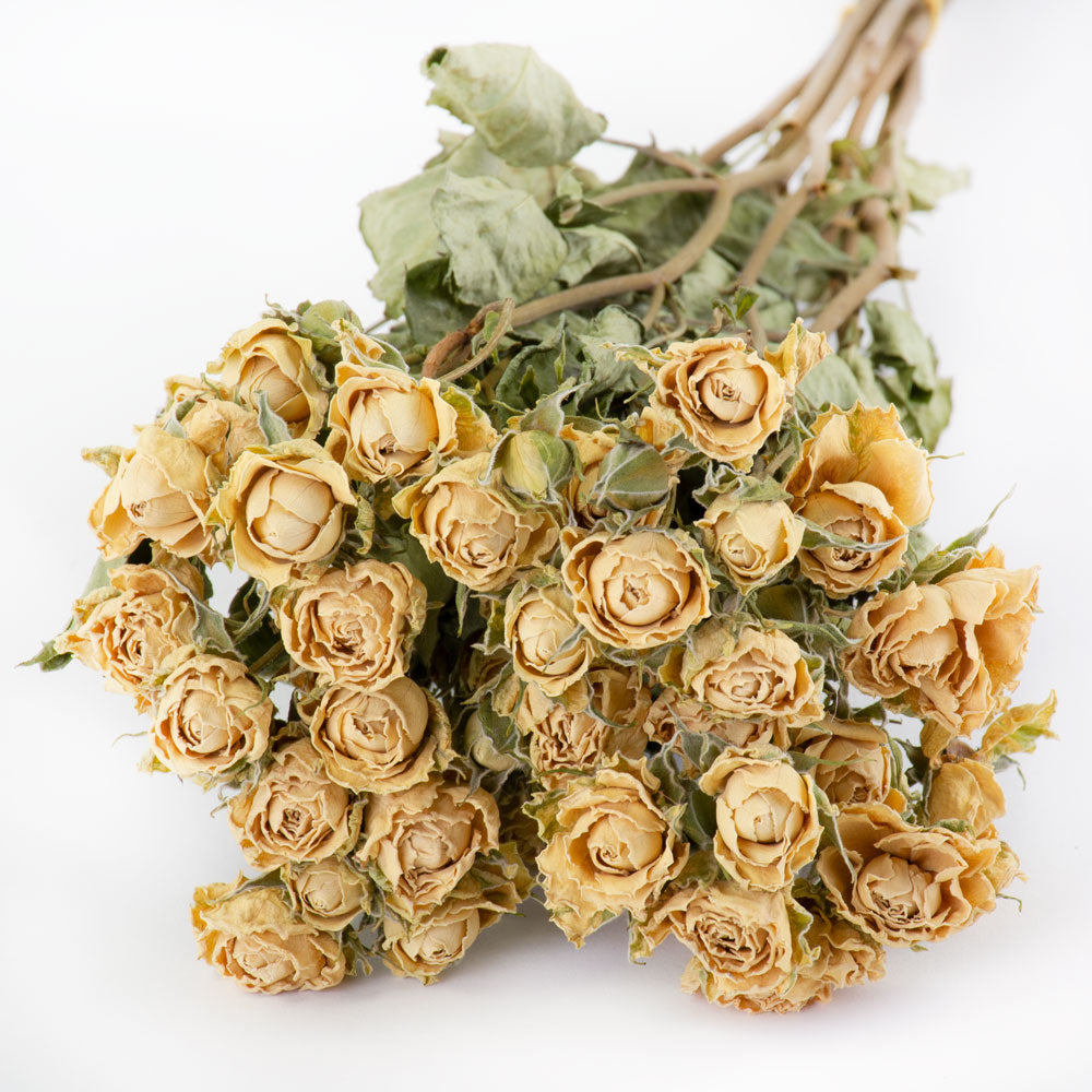 Vintage Cream Rose