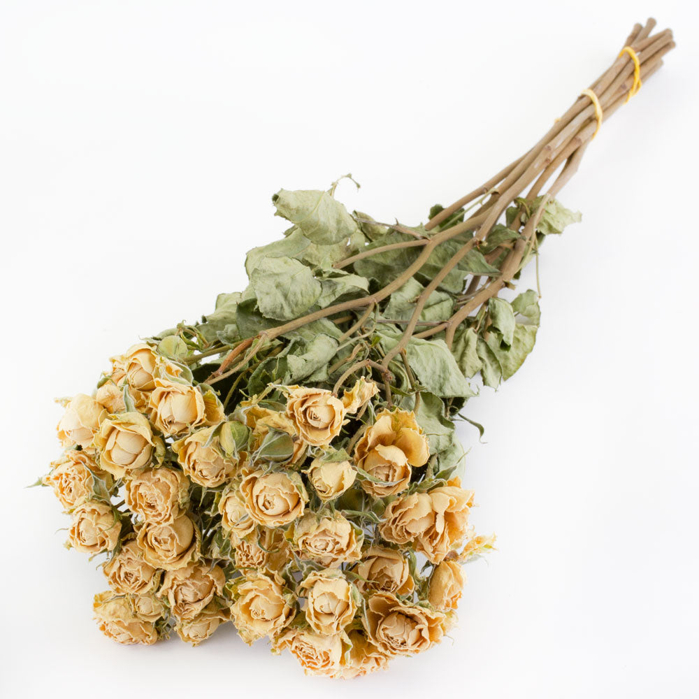 Vintage Cream Rose
