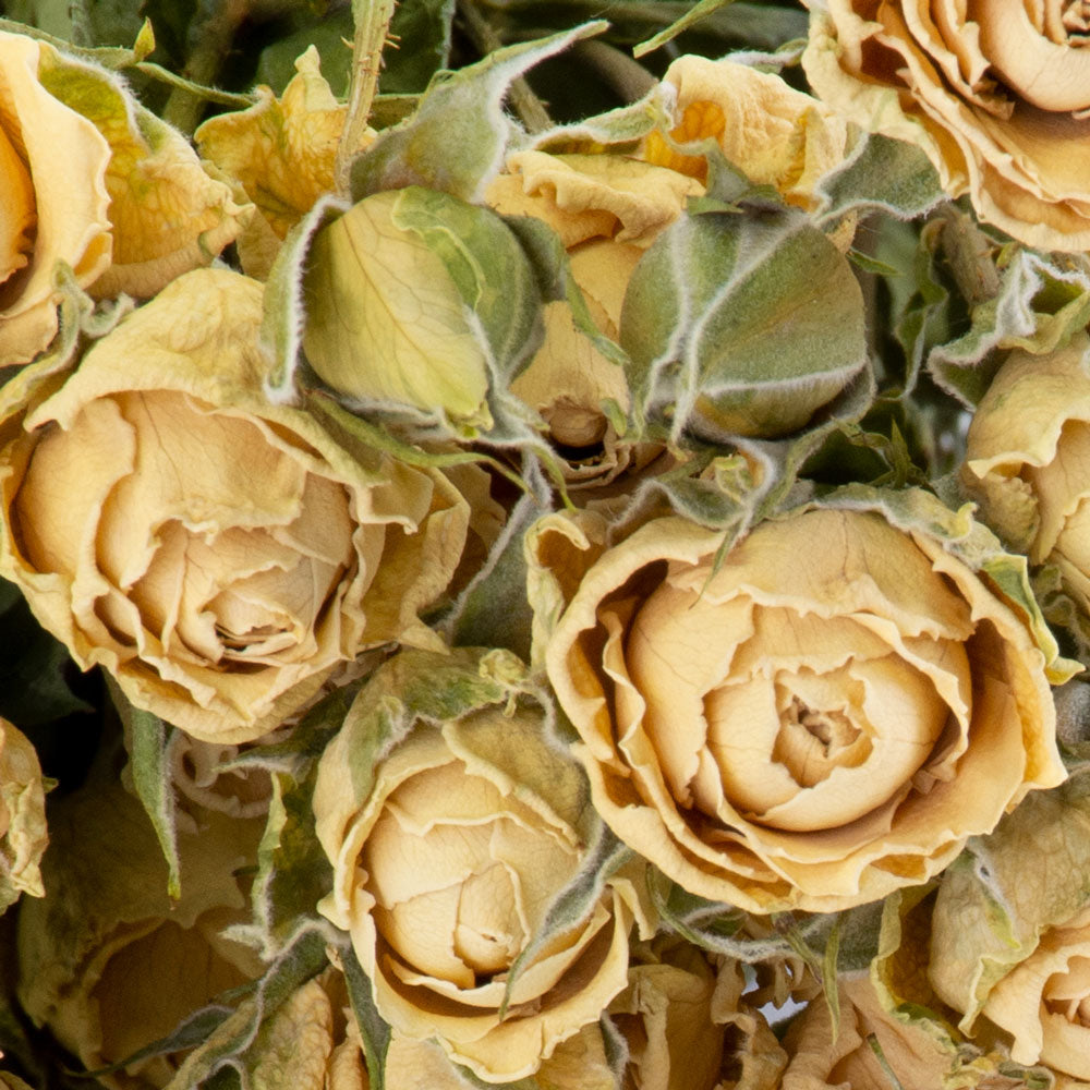 Vintage Cream Rose