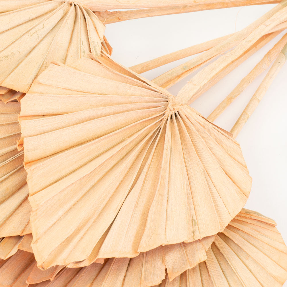 Coral Spears
