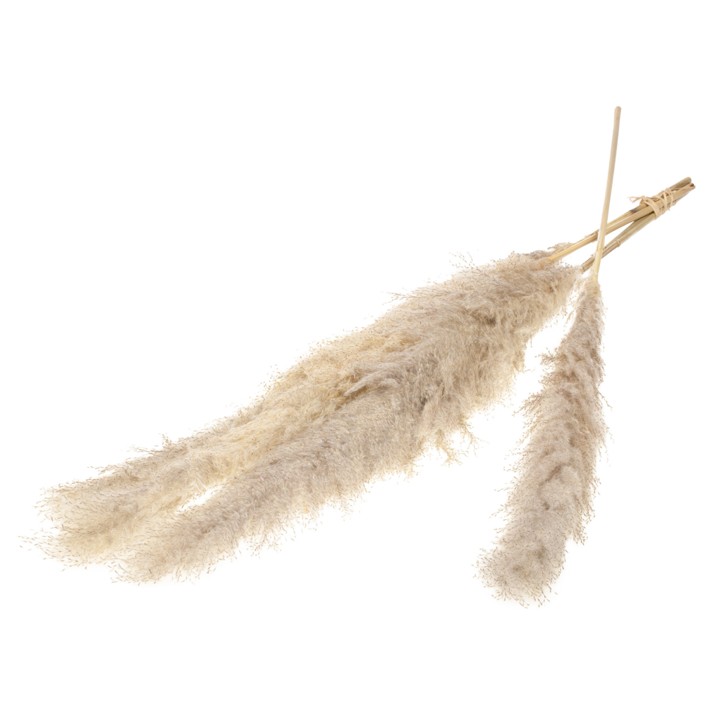 Grey Fluffy Pampas