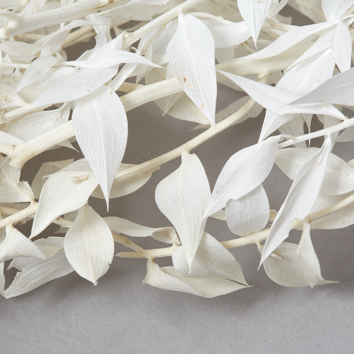 White Ruscus
