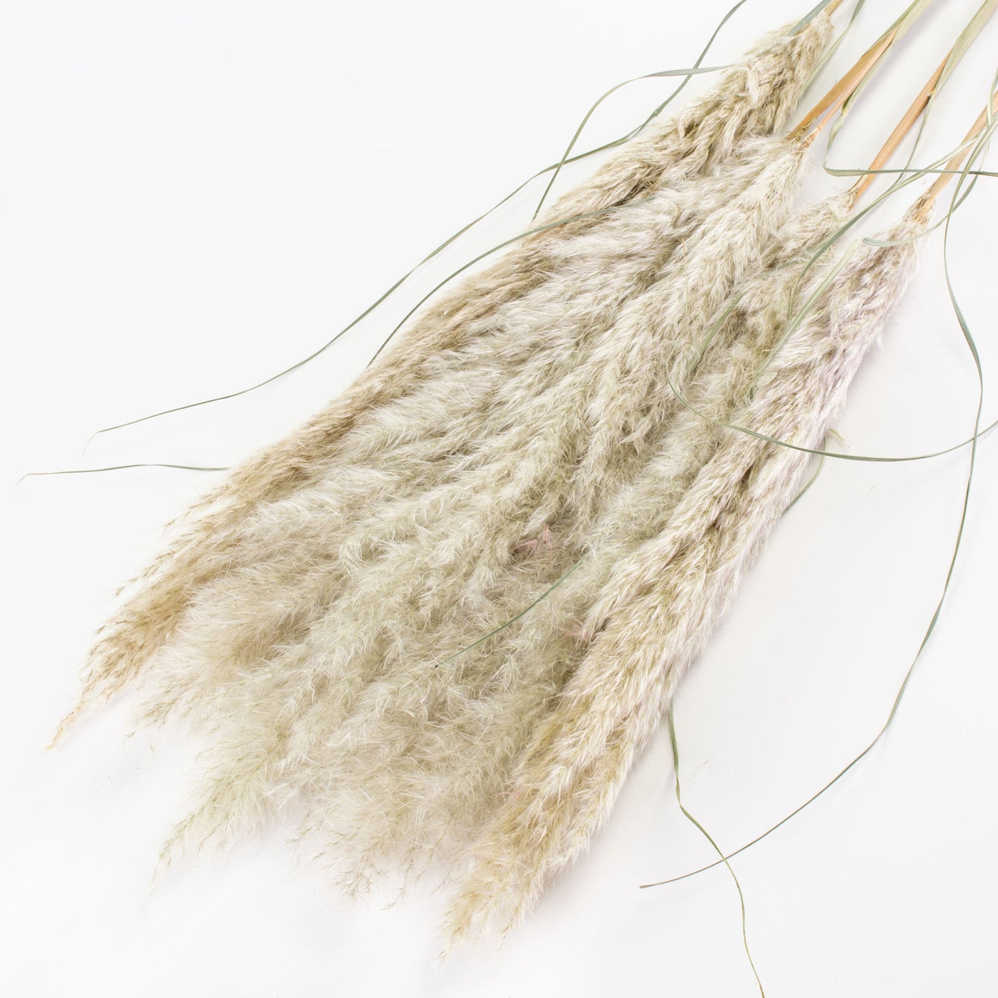 Extra Fluffy White Pampas