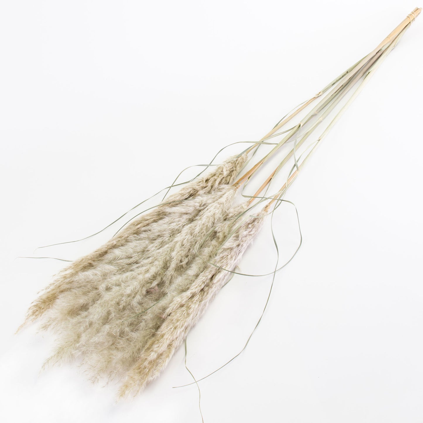 Extra Fluffy White Pampas