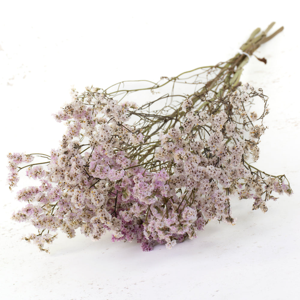 Light Pink Limonium