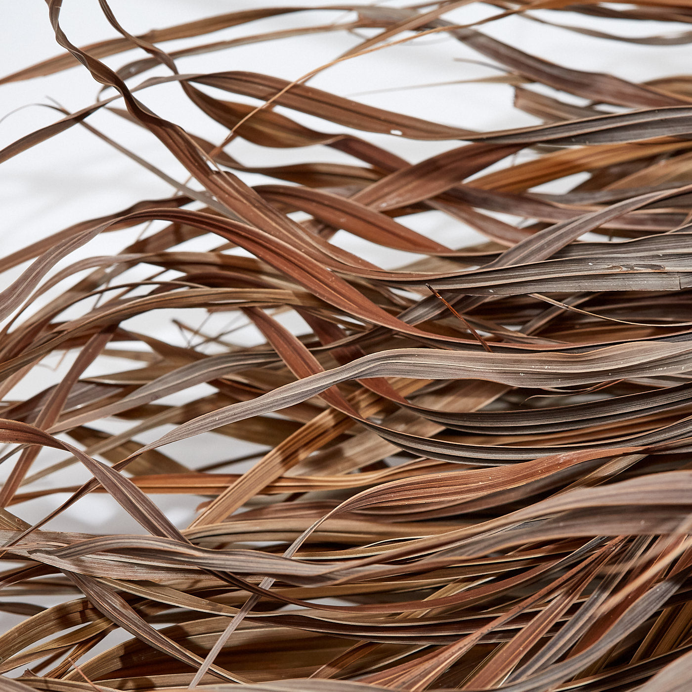 Kentia Palm Leaves