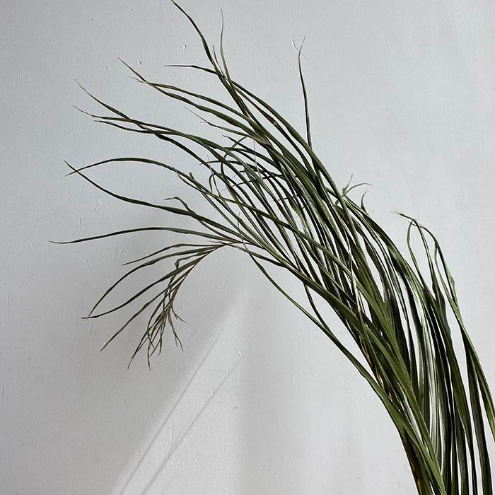 Natural Green Kentia Palm