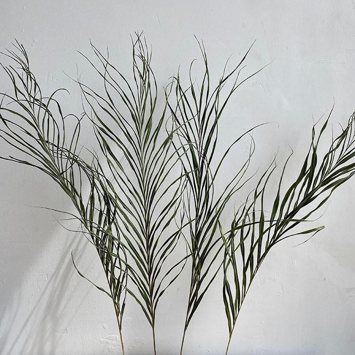 Natural Green Kentia Palm