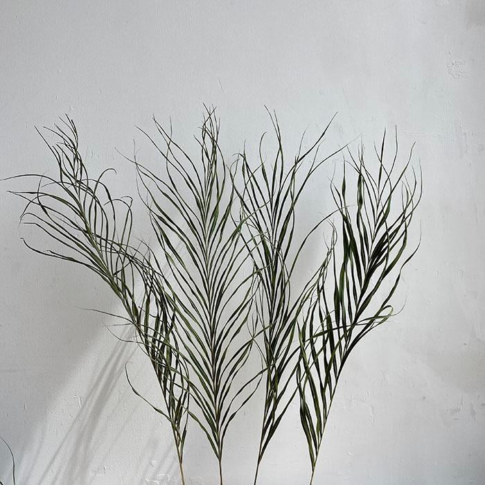Natural Green Kentia Palm