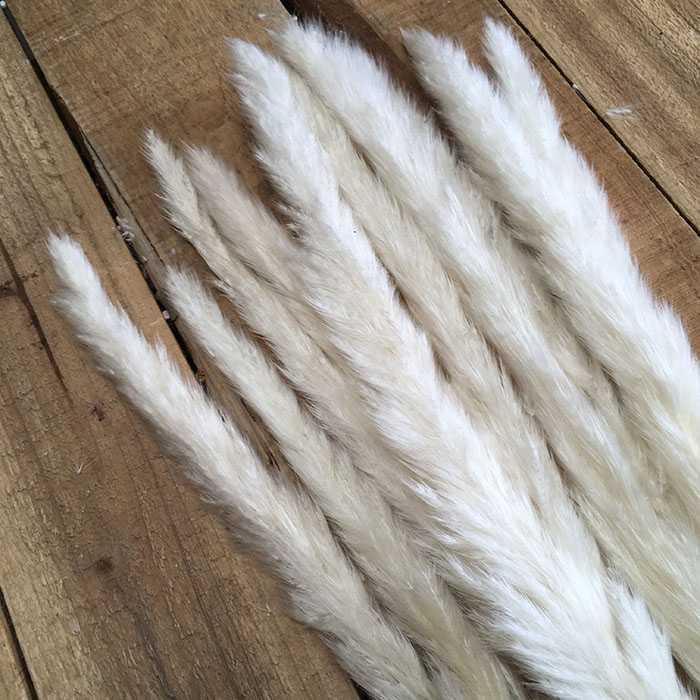 White Pampas Reeds LP
