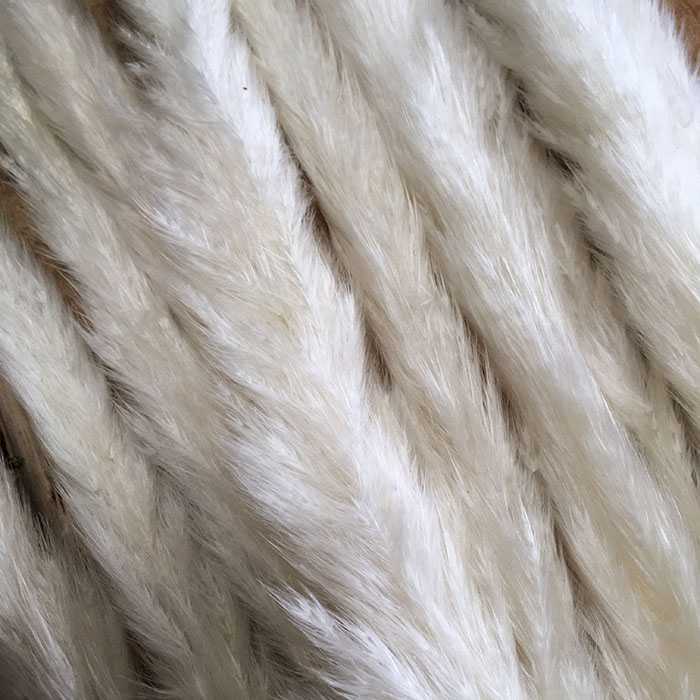 White Pampas Reeds LP
