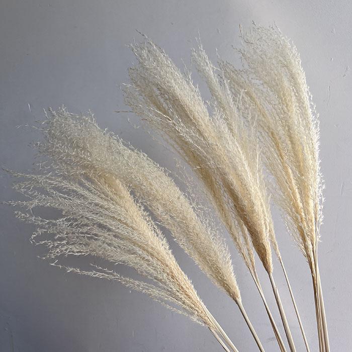 White Miscanthus