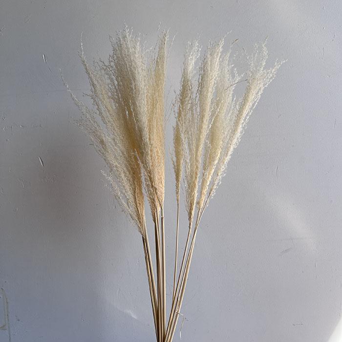 White Miscanthus