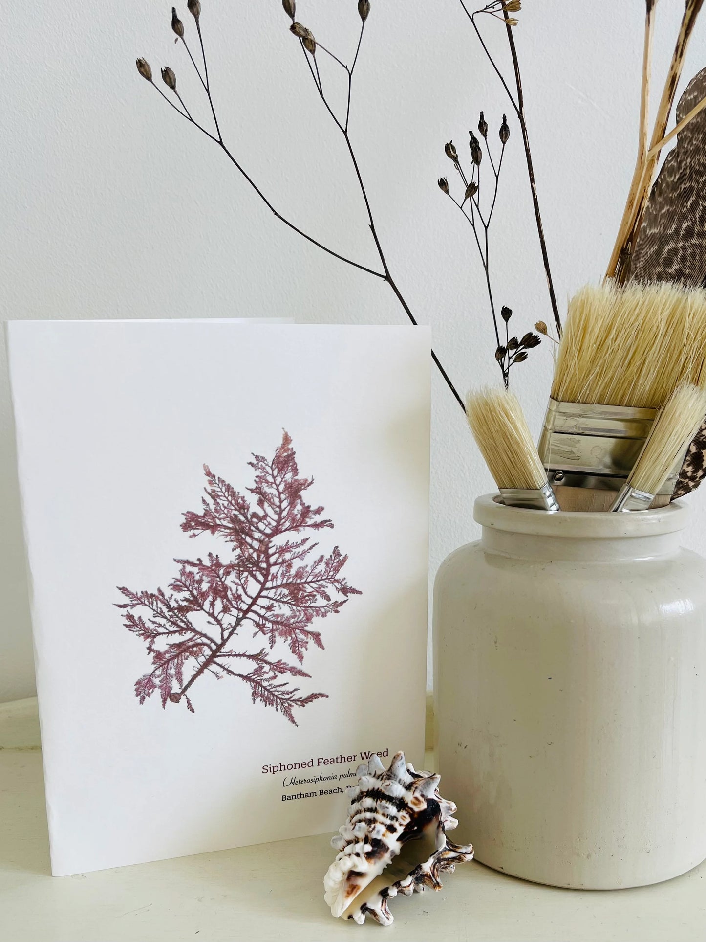 Siphoned Feather Weed Seaweed Greeting Card