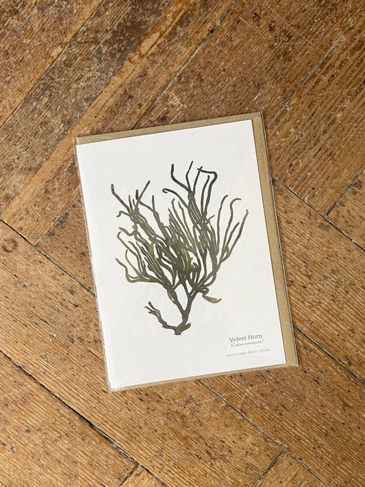 Velvet Horn Seaweed Greeting Card