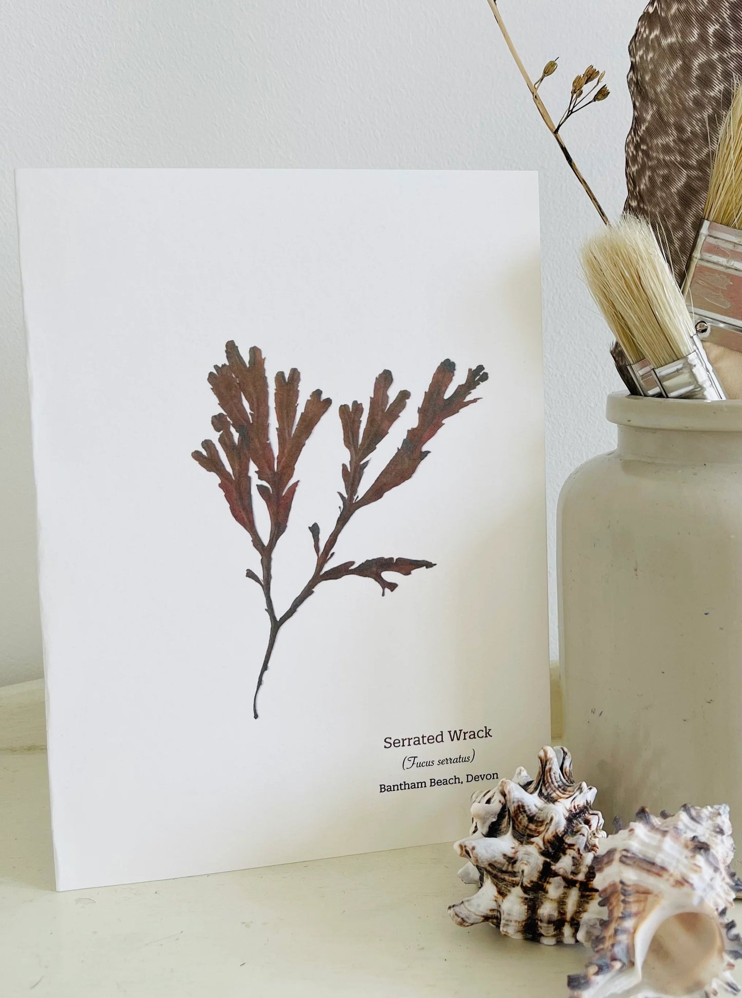 Serrated Wrack Seaweed Greeting Card