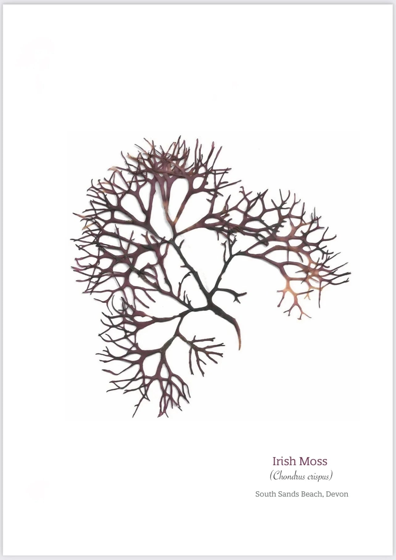 Irish Moss 03 Limited Edition A4 Seaweed Print