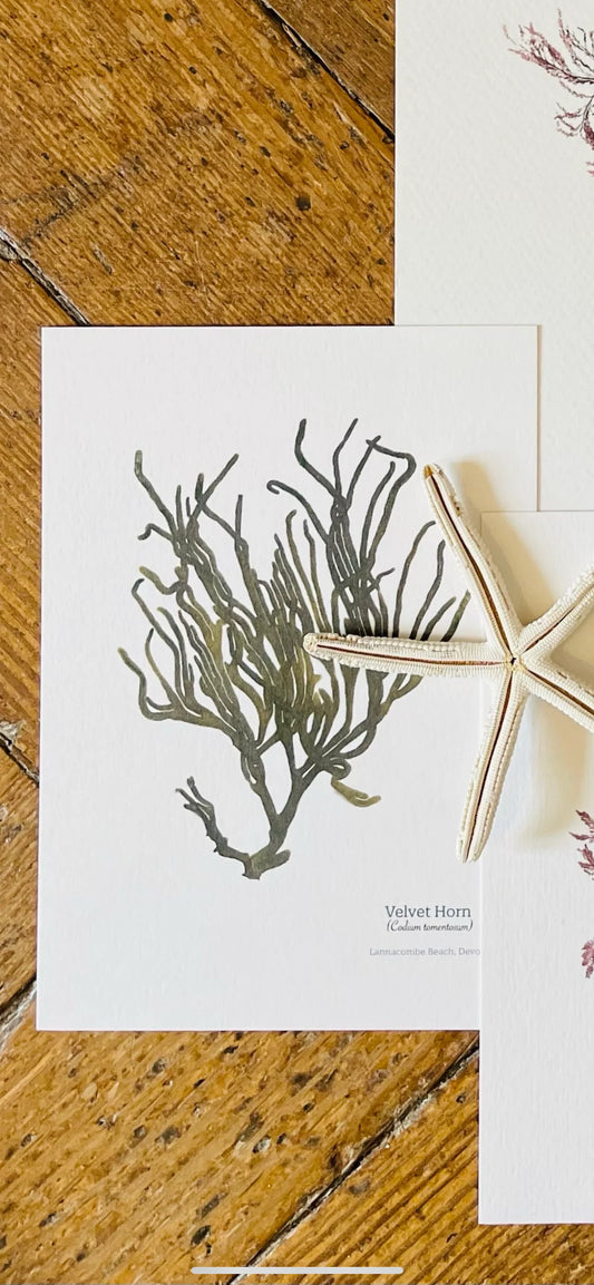 Velvet Horn Limited Edition A4 Seaweed Print