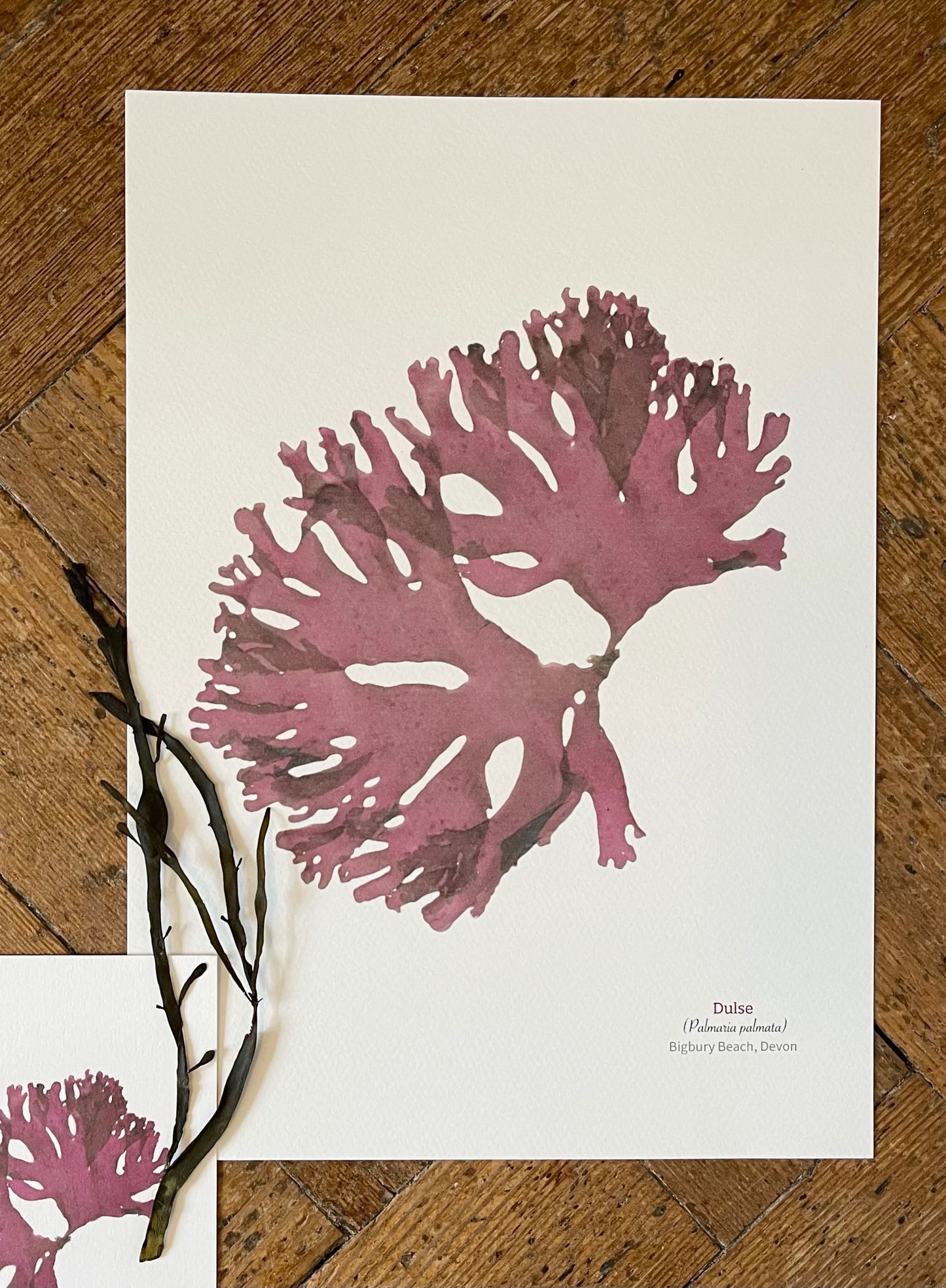 Dulse Limited Edition A4 Seaweed Print