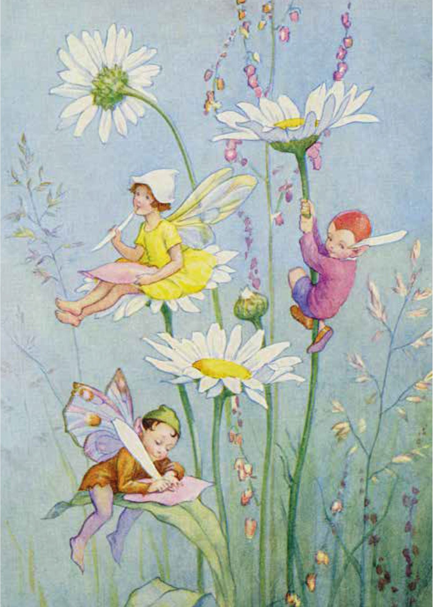 Daisy Fairies Card