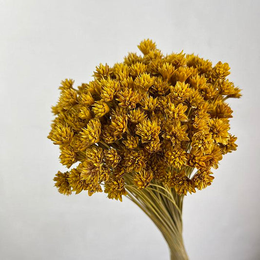 Ochre Yellow Dried Hill Flower