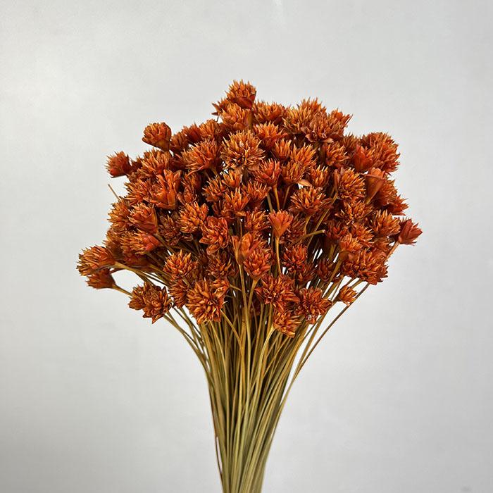 Burnt Orange Dried Hill Flower