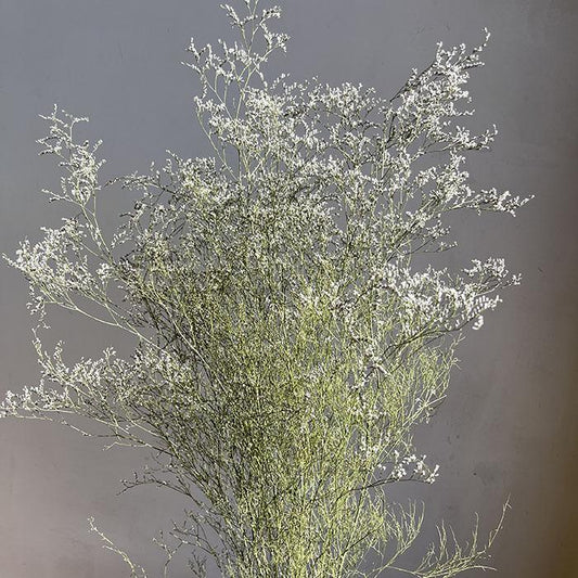 Dried Limonium Wild Star