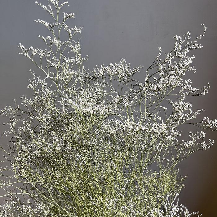 Dried Limonium Wild Star