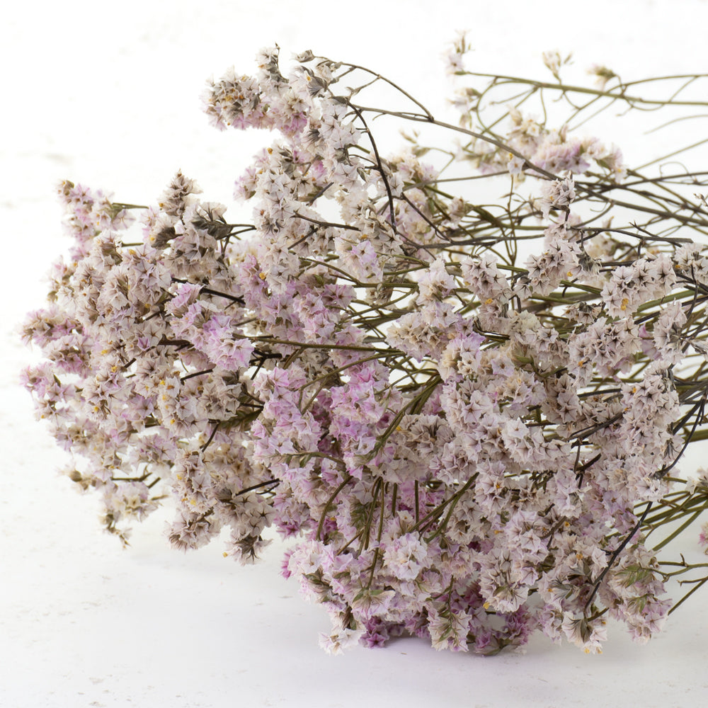 Light Pink Limonium