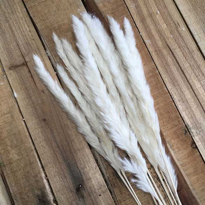 White Pampas Reeds